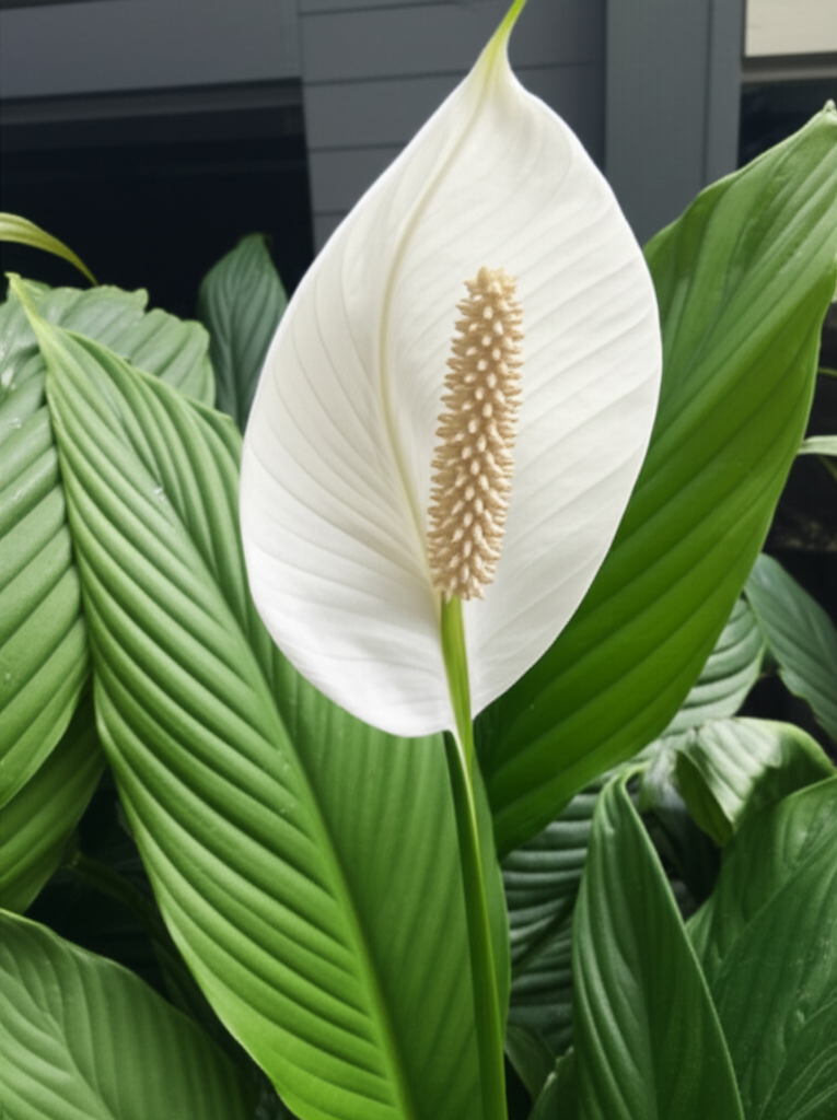 Peace Lily in camera view